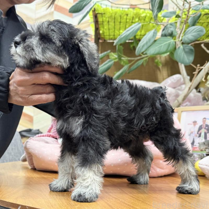 販売中の大阪府のミニチュアシュナウザー-426297の9枚目