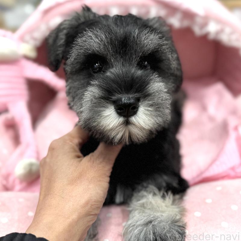 販売中の大阪府のミニチュアシュナウザー-426297の8枚目