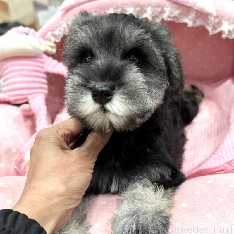 販売中の大阪府のミニチュアシュナウザー-426297の7枚目