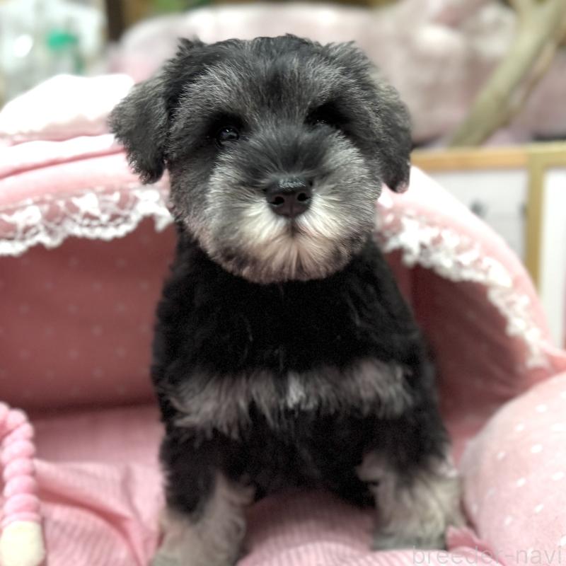 販売中の大阪府のミニチュアシュナウザー-426297の6枚目