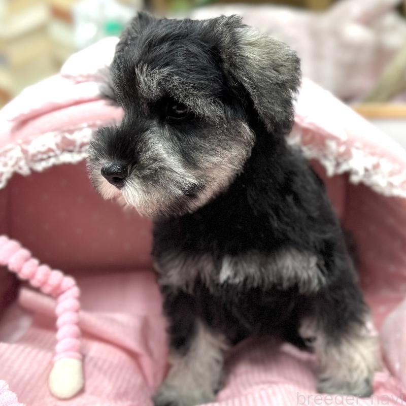 販売中の大阪府のミニチュアシュナウザー-426297の5枚目