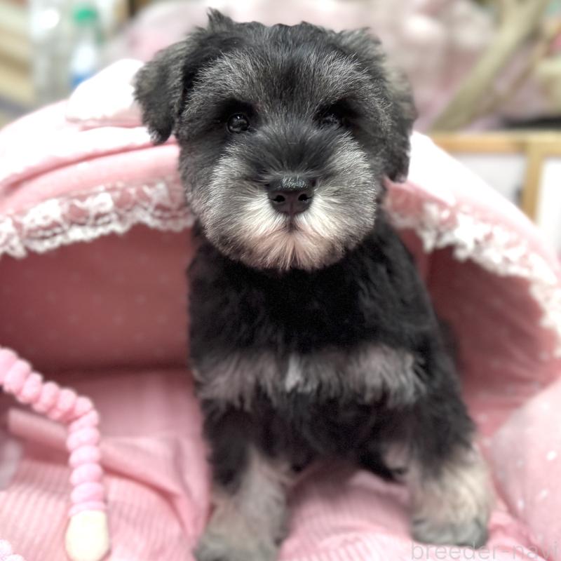 販売中の大阪府のミニチュアシュナウザー-426297の4枚目