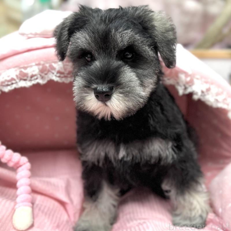 販売中の大阪府のミニチュアシュナウザー-426297の3枚目