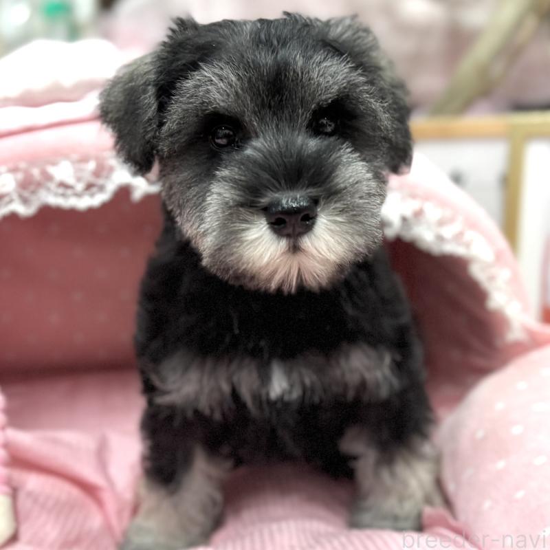 販売中の大阪府のミニチュアシュナウザー-426297の2枚目