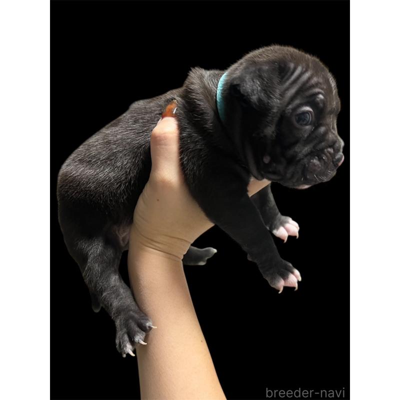 販売中の香川県のアメリカンブリー-423591の8枚目