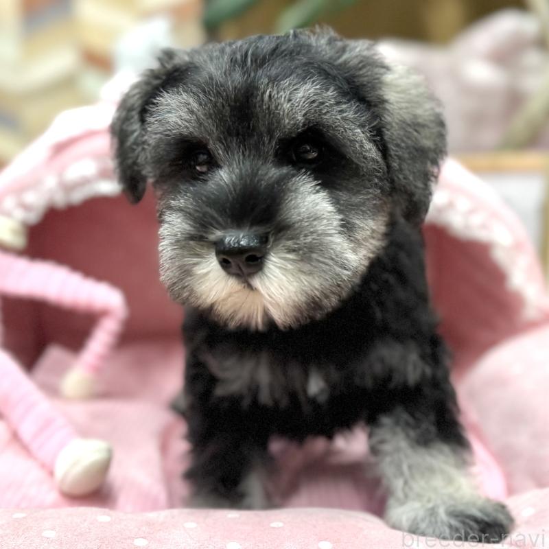 販売中の大阪府のミニチュアシュナウザー-426297の1枚目