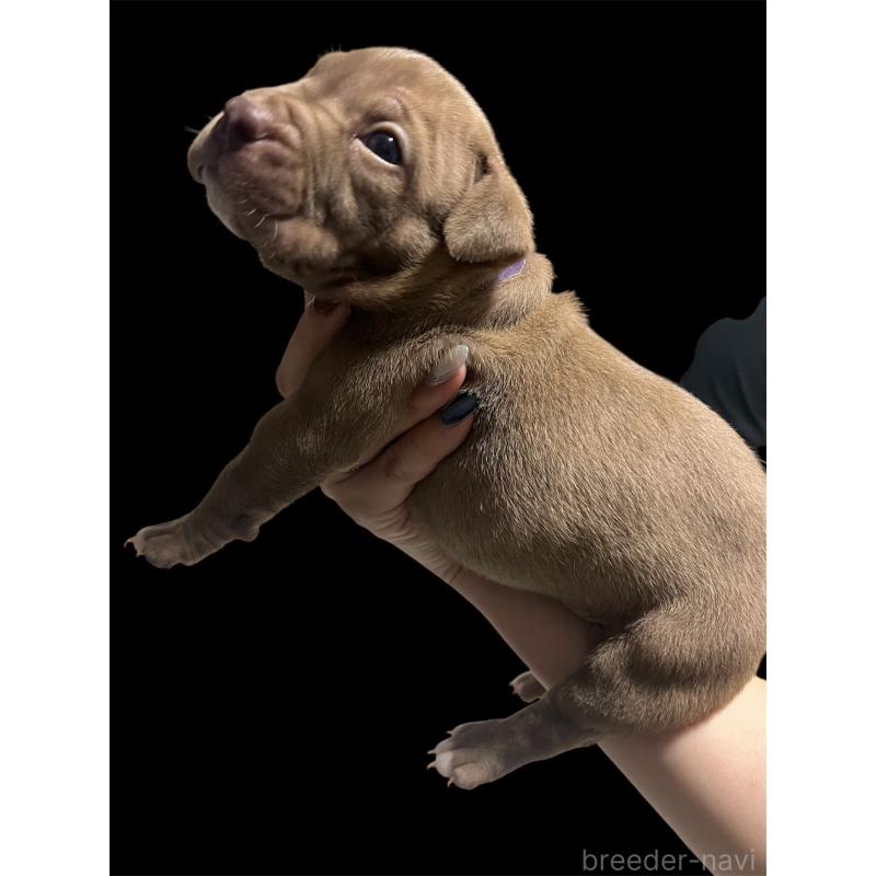 販売中の香川県のアメリカンブリー-423590の3枚目