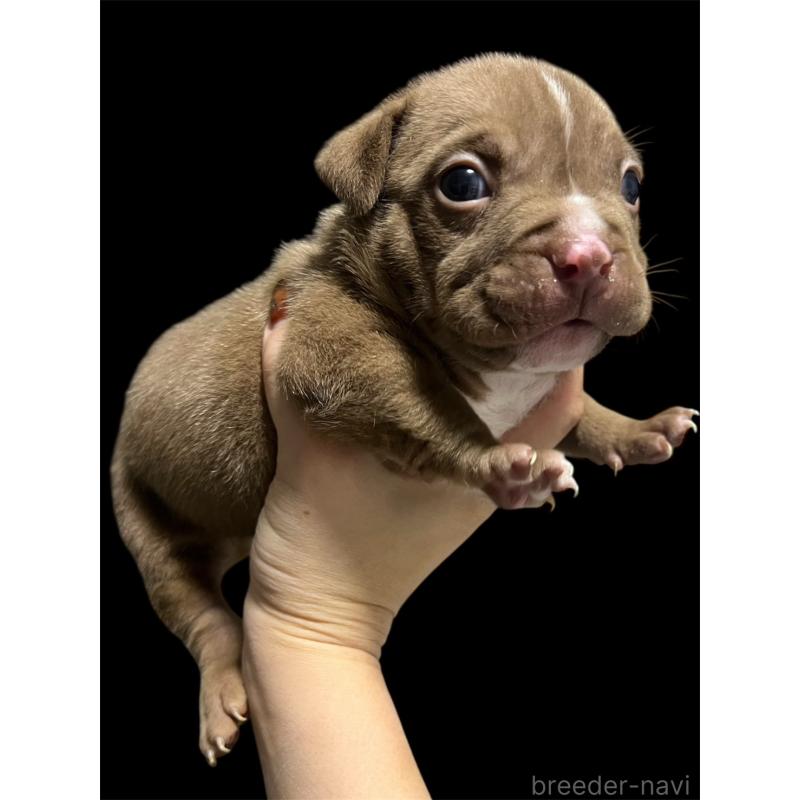 販売中の香川県のアメリカンブリー-423595の5枚目