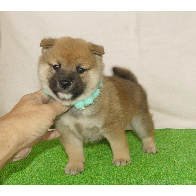 販売中の静岡県の柴犬-424655