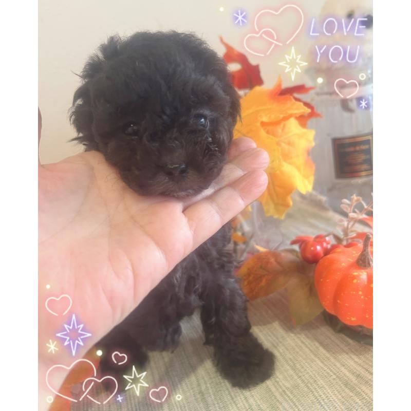 販売中の愛媛県のタイニープードル-423170