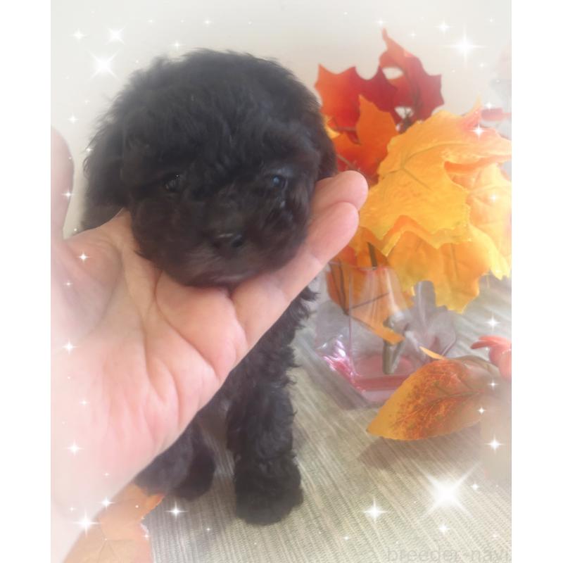 成約済の愛媛県のタイニープードル-423170の6枚目