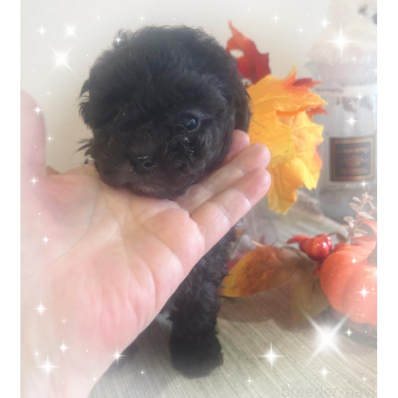 成約済の愛媛県のタイニープードル-423170の5枚目