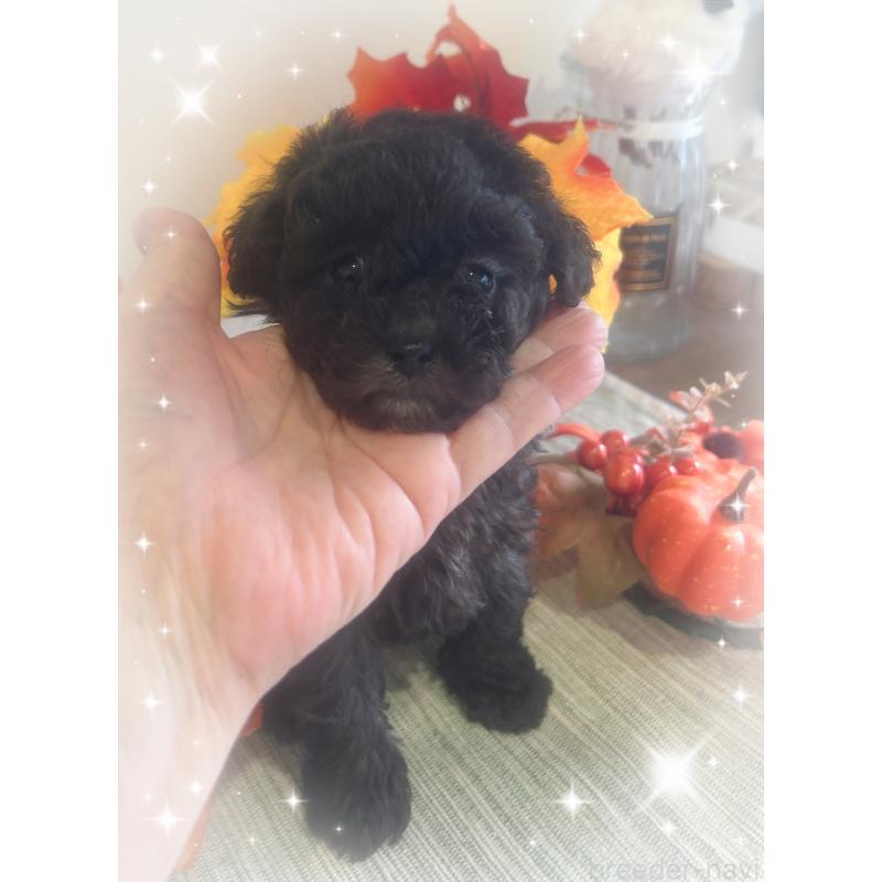 成約済の愛媛県のタイニープードル-423170の4枚目