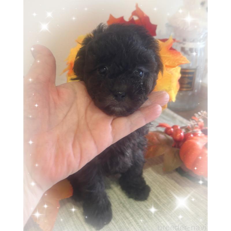 成約済の愛媛県のタイニープードル-423170の3枚目