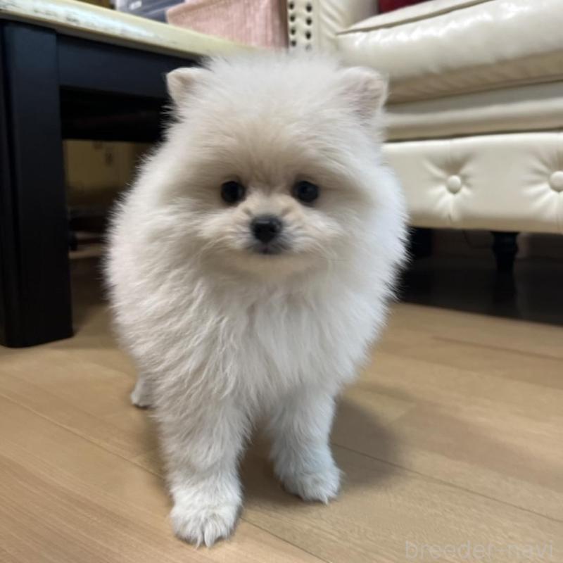 販売中の香川県のポメラニアン-426298の1枚目