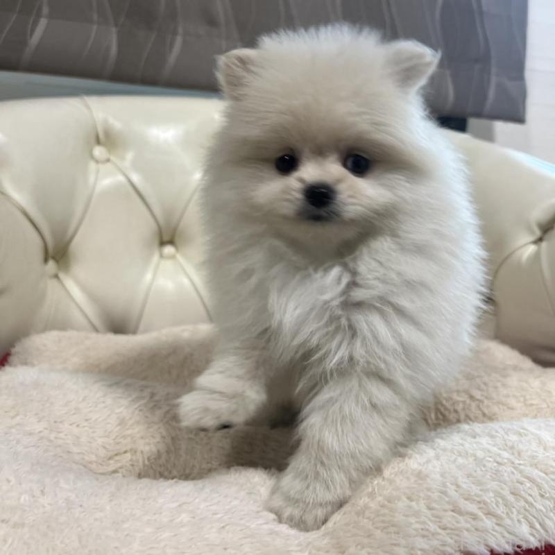 販売中の香川県のポメラニアン-426298の18枚目