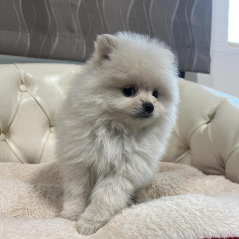 販売中の香川県のポメラニアン-426298の17枚目