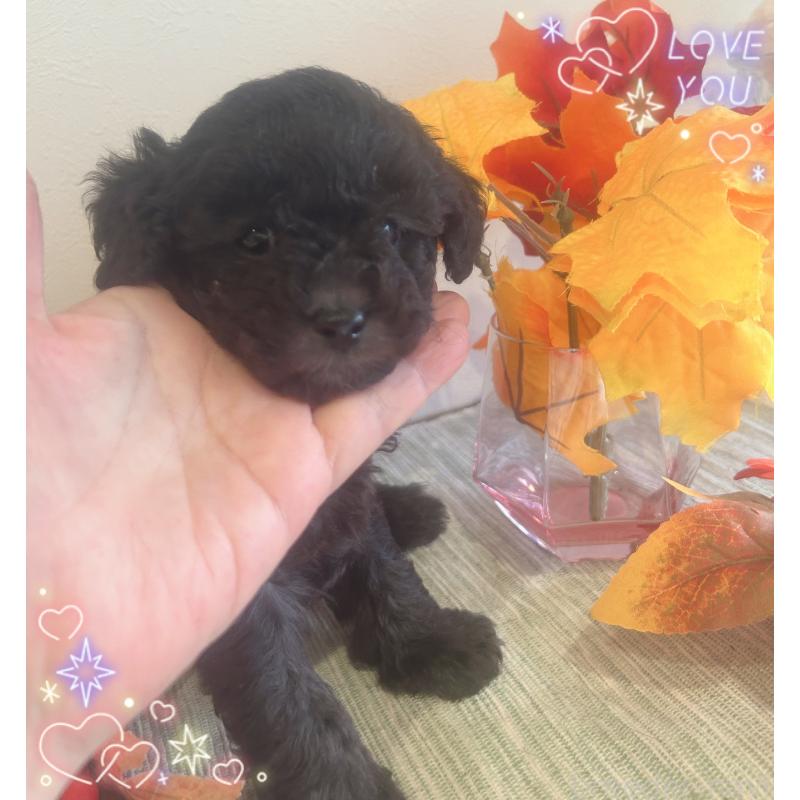 販売中の愛媛県のタイニープードル-423171
