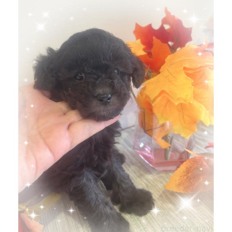 成約済の愛媛県のタイニープードル-423171の6枚目