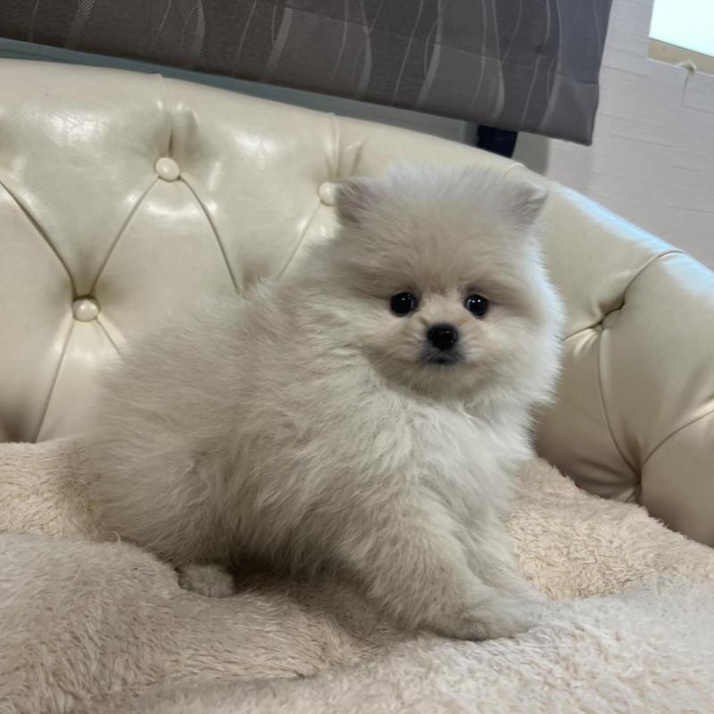 販売中の香川県のポメラニアン-426298の16枚目