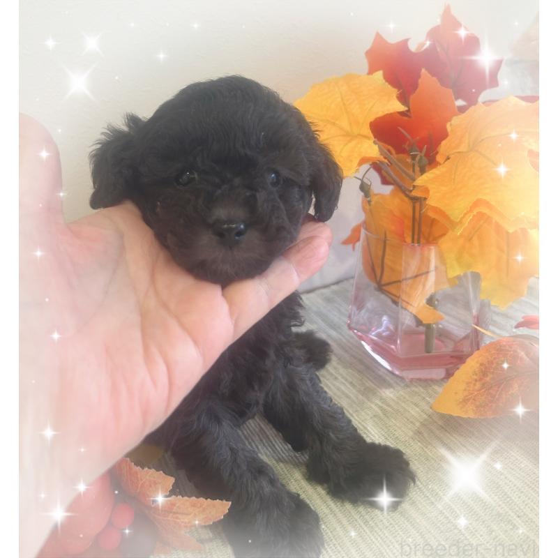 成約済の愛媛県のタイニープードル-423171の5枚目