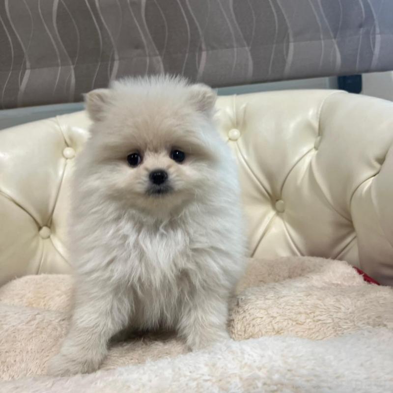 販売中の香川県のポメラニアン-426298の15枚目