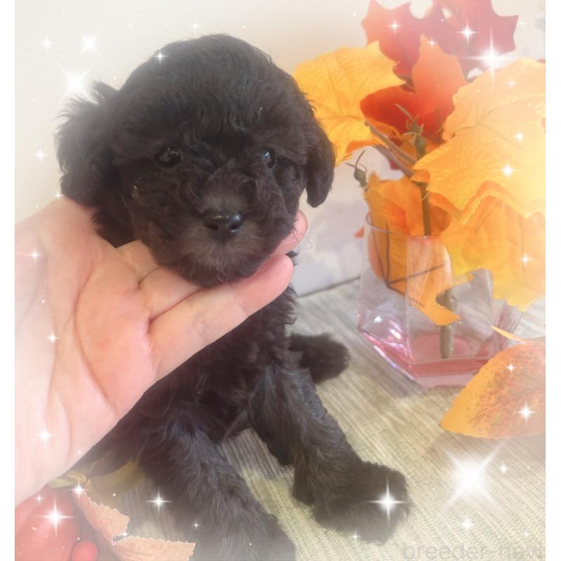 成約済の愛媛県のタイニープードル-423171の4枚目