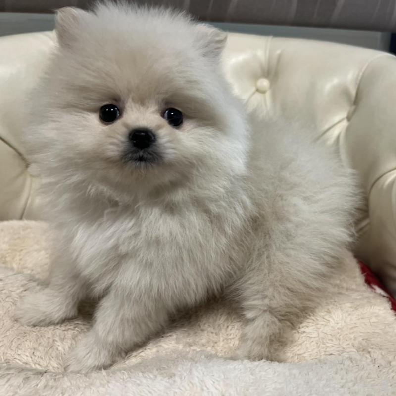 販売中の香川県のポメラニアン-426298の14枚目