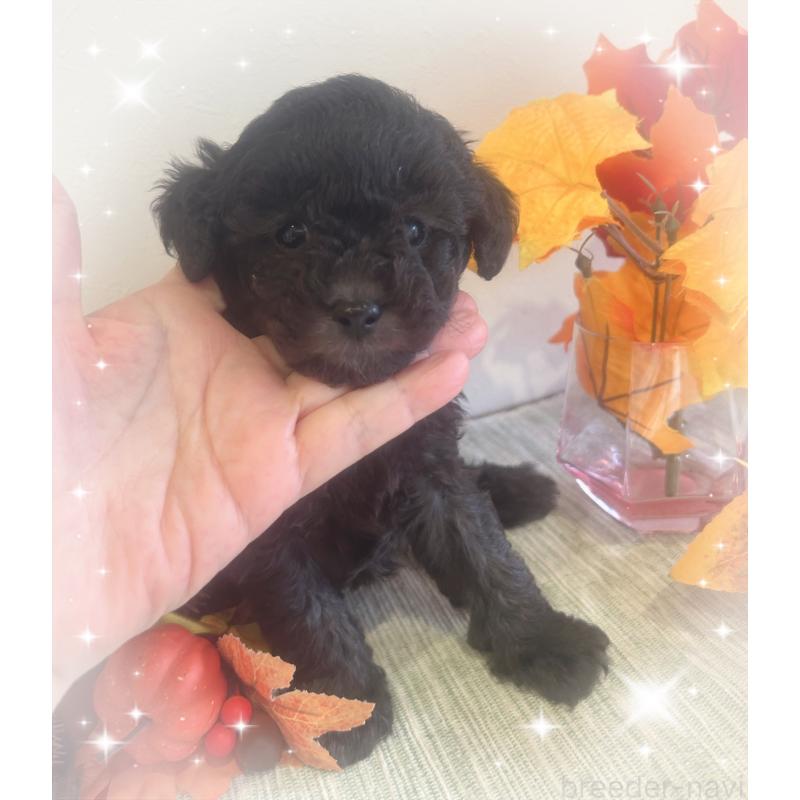 成約済の愛媛県のタイニープードル-423171の3枚目