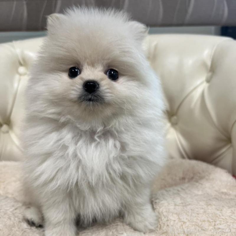 販売中の香川県のポメラニアン-426298の13枚目