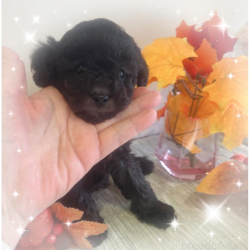 成約済の愛媛県のタイニープードル-423171の2枚目