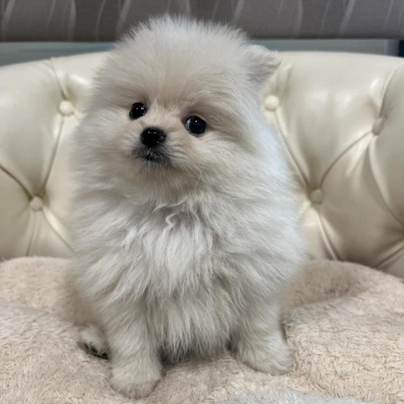 販売中の香川県のポメラニアン-426298の12枚目