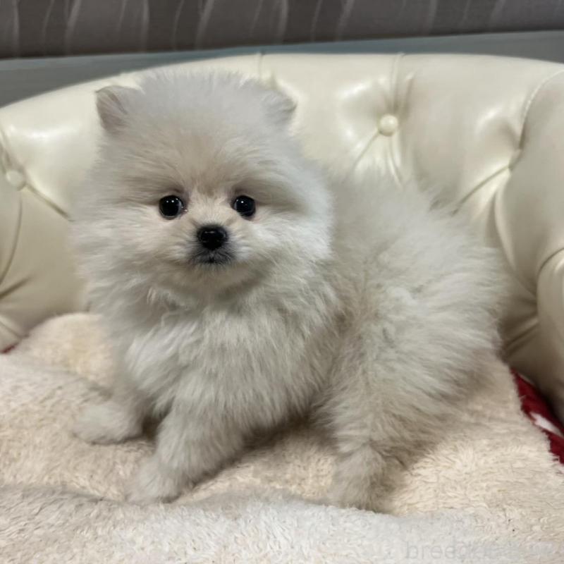 販売中の香川県のポメラニアン-426298の11枚目