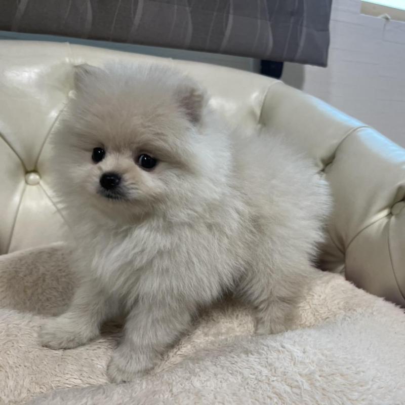 販売中の香川県のポメラニアン-426298の10枚目