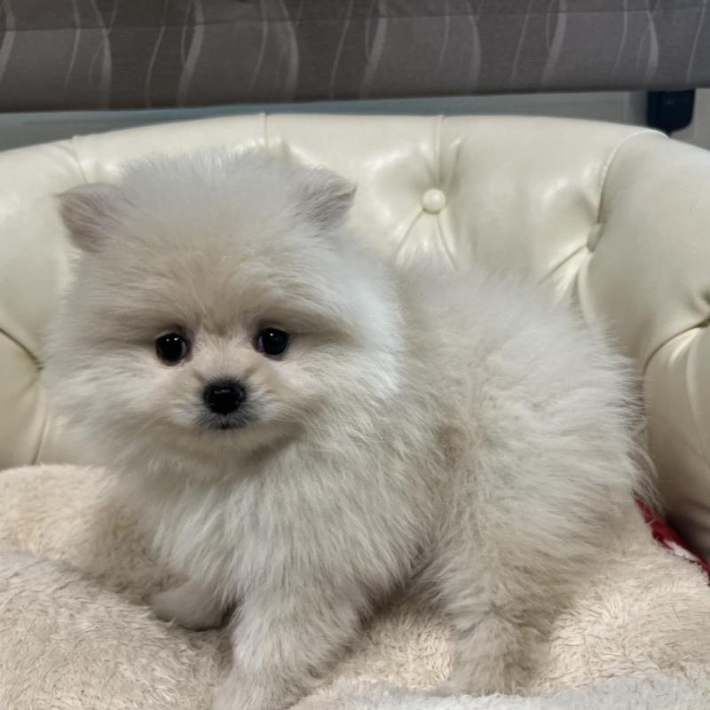販売中の香川県のポメラニアン-426298の9枚目