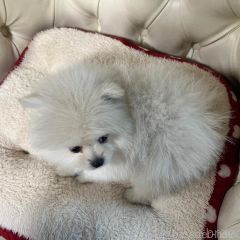 販売中の香川県のポメラニアン-426298の8枚目