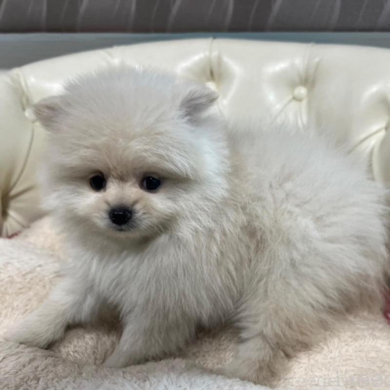 販売中の香川県のポメラニアン-426298の7枚目