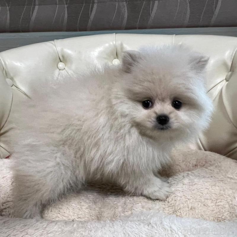 販売中の香川県のポメラニアン-426298の6枚目