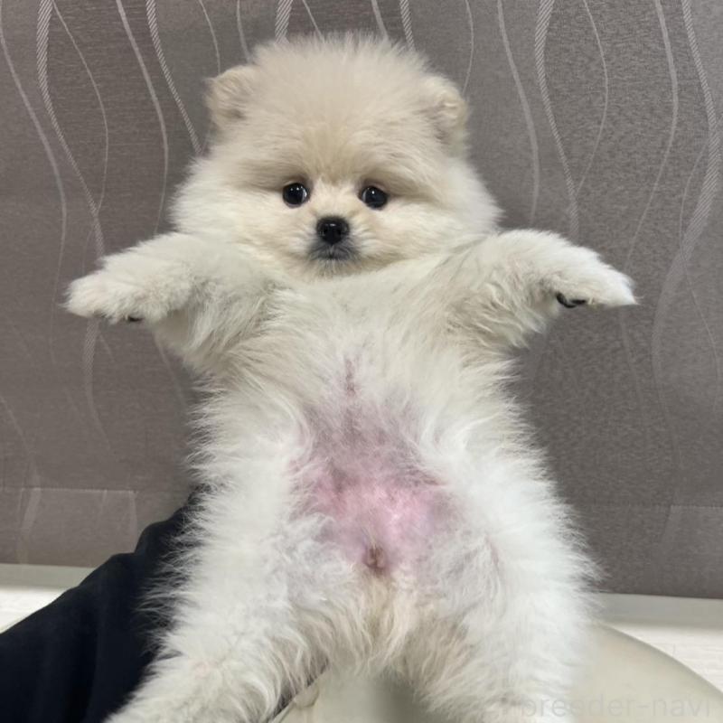 販売中の香川県のポメラニアン-426298の5枚目