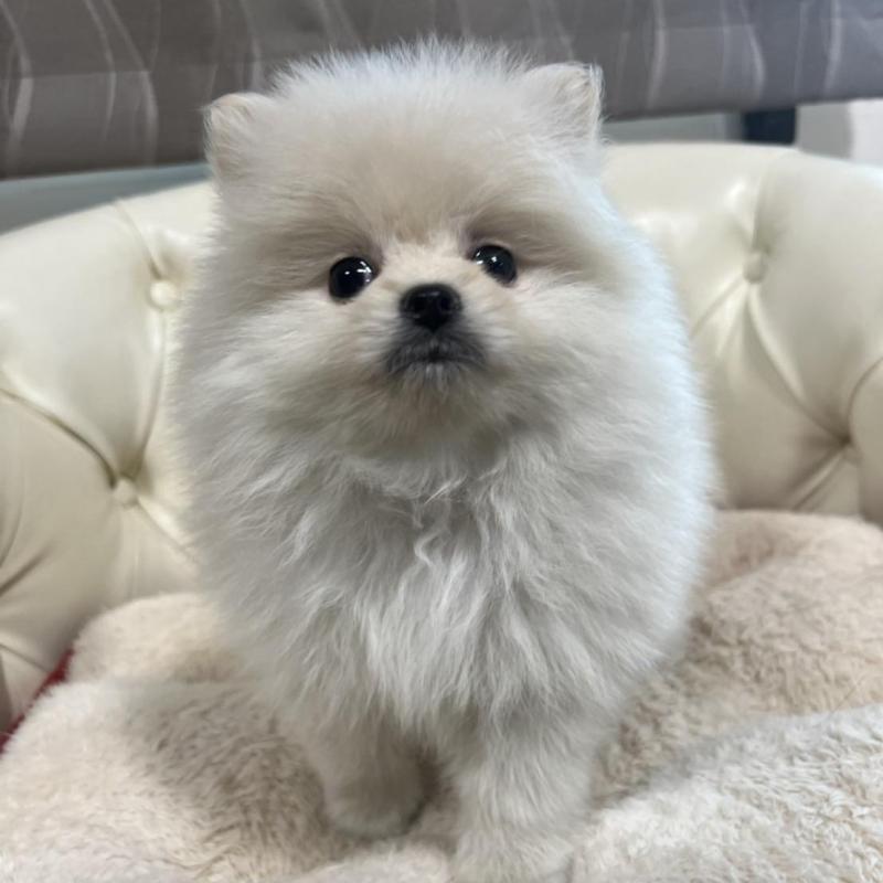 販売中の香川県のポメラニアン-426298の4枚目