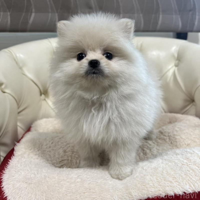 販売中の香川県のポメラニアン-426298の3枚目