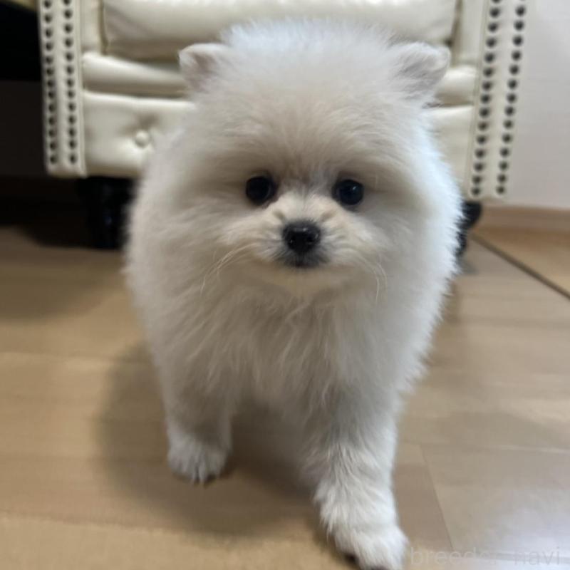 販売中の香川県のポメラニアン-426298の2枚目