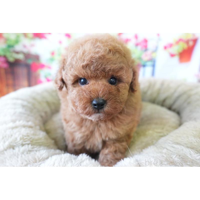 販売中の愛知県のトイプードル-426299の4枚目