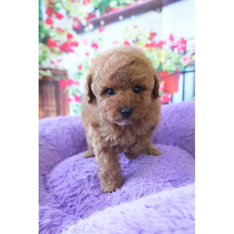 販売中の愛知県のトイプードル-426299の3枚目