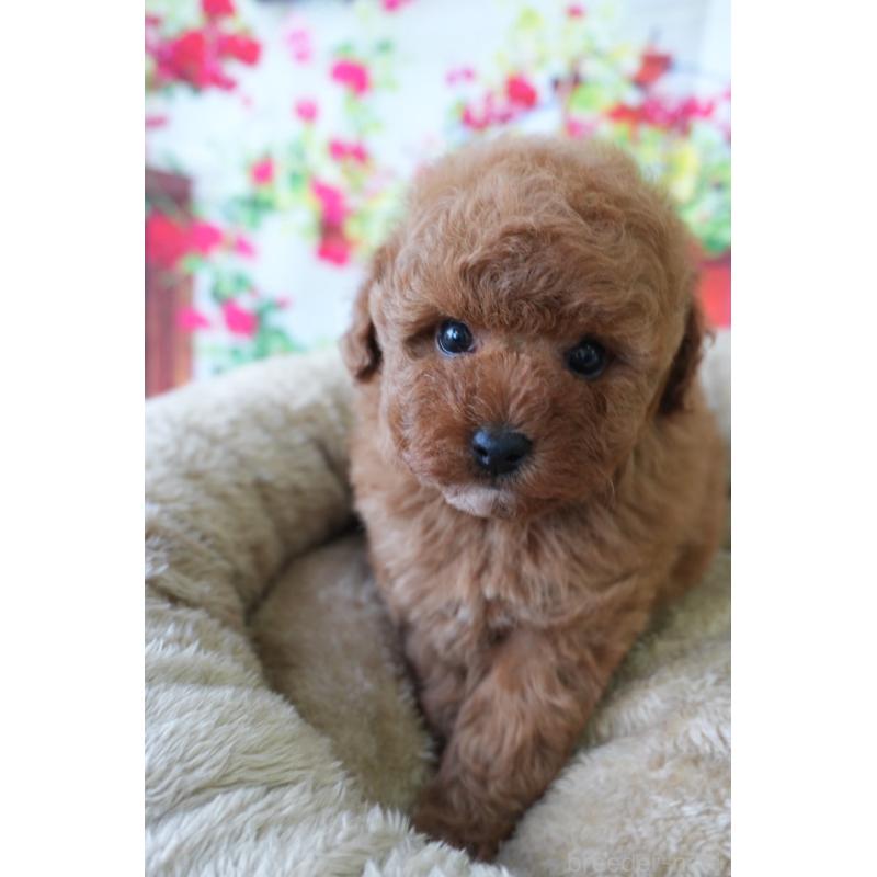 販売中の愛知県のトイプードル-426299の2枚目
