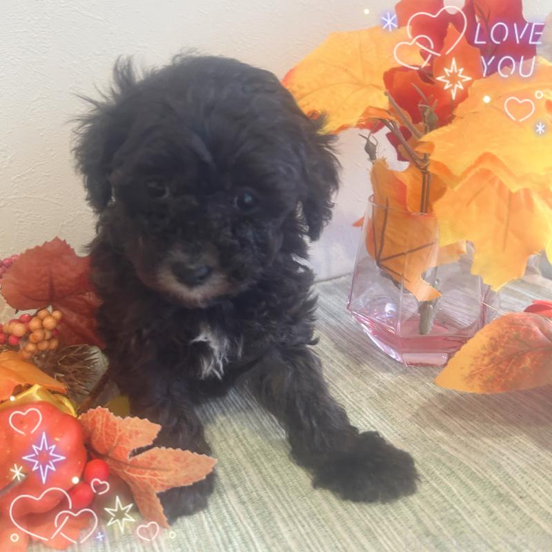 販売中の愛媛県のタイニープードル-423172