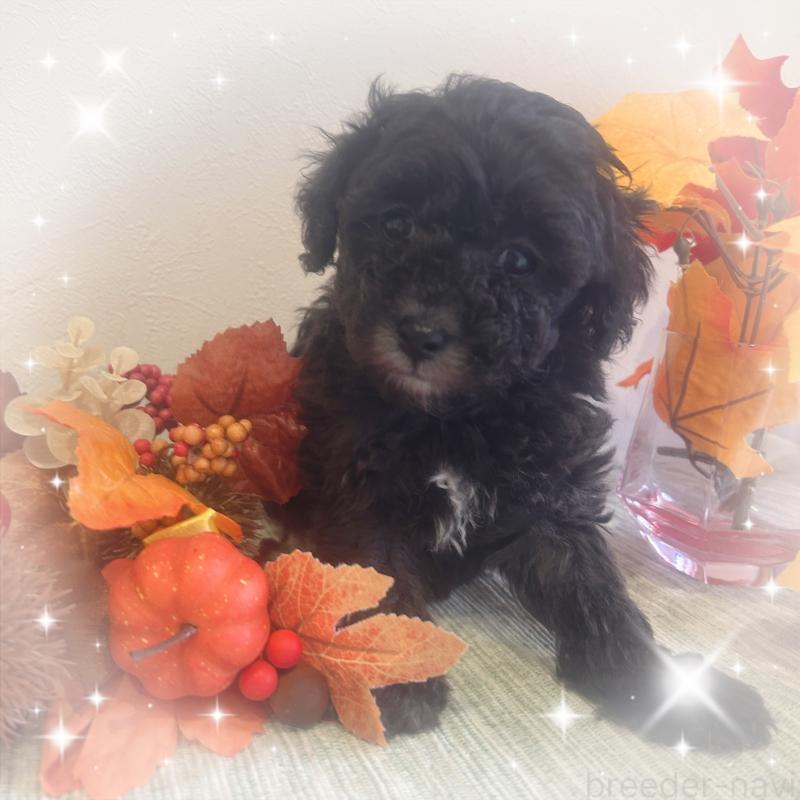 成約済の愛媛県のタイニープードル-423172の6枚目