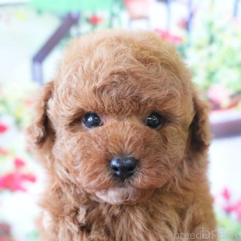 販売中の愛知県のトイプードル-426299の1枚目