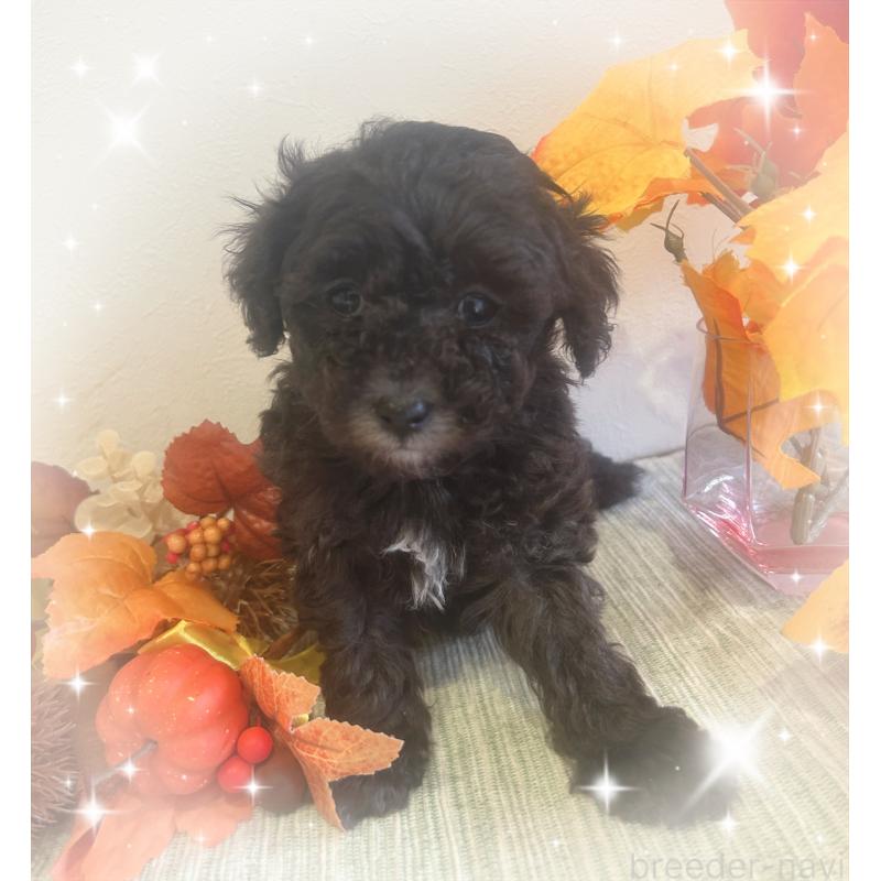 成約済の愛媛県のタイニープードル-423172の5枚目