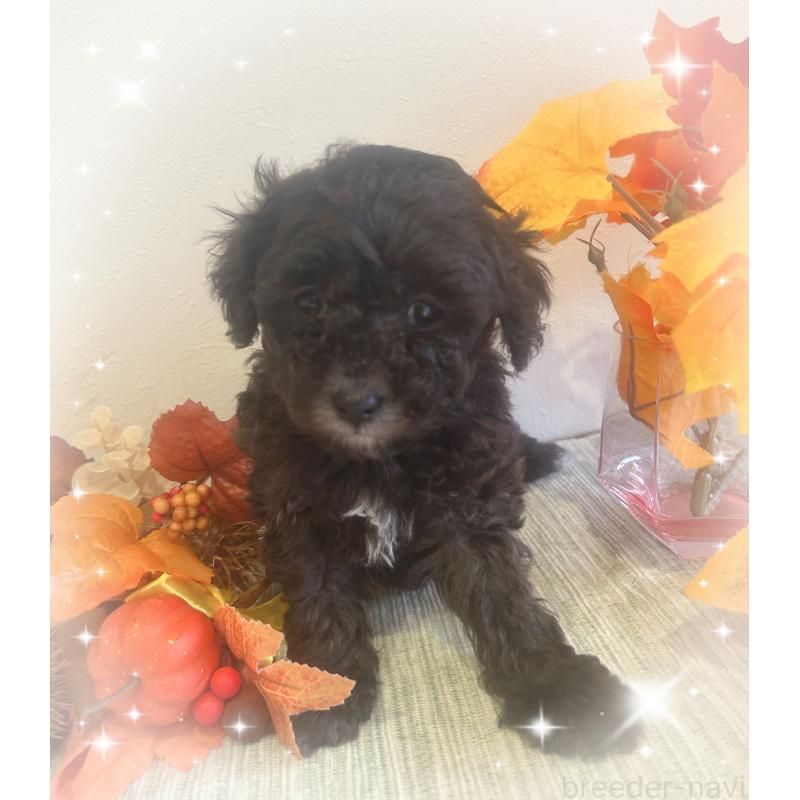 成約済の愛媛県のタイニープードル-423172の4枚目